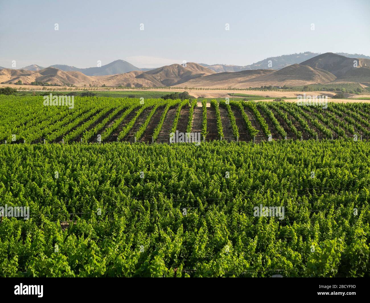 Vigneto nella regione vinicola della Valle di Santa Ynez Foto Stock