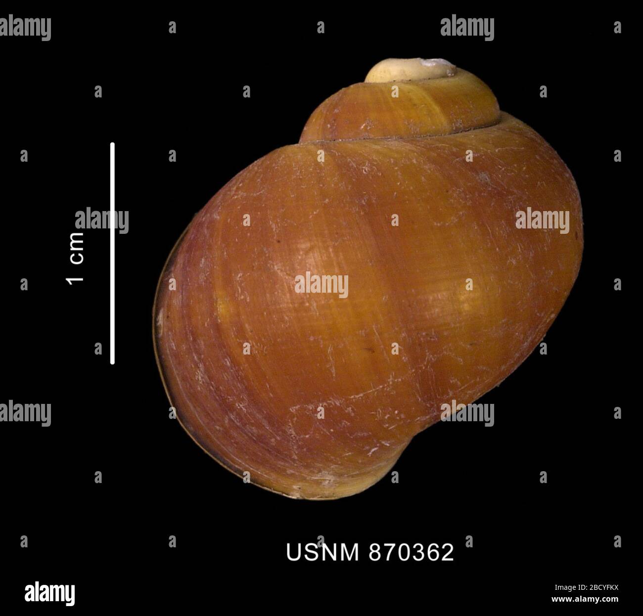 Amauropsis aureolutea. Coll: Università del Sud; 612; 09 maggio 1963; 101-121 ms; ex. NSF; n. spec. 130 gen 20206121 Amauropsis aureolutea Foto Stock