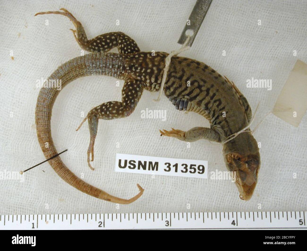 Aspidiscelis costata. 6 ago 20141 Aspidioscelis costata Foto Stock