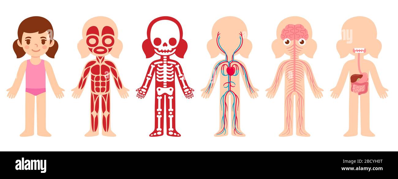 Carino cartoon bambina e i suoi sistemi interni di organi: Muscolare, scheletrico, circolatorio, nervoso e digestivo. Body chart anatomico educativo Illustrazione Vettoriale