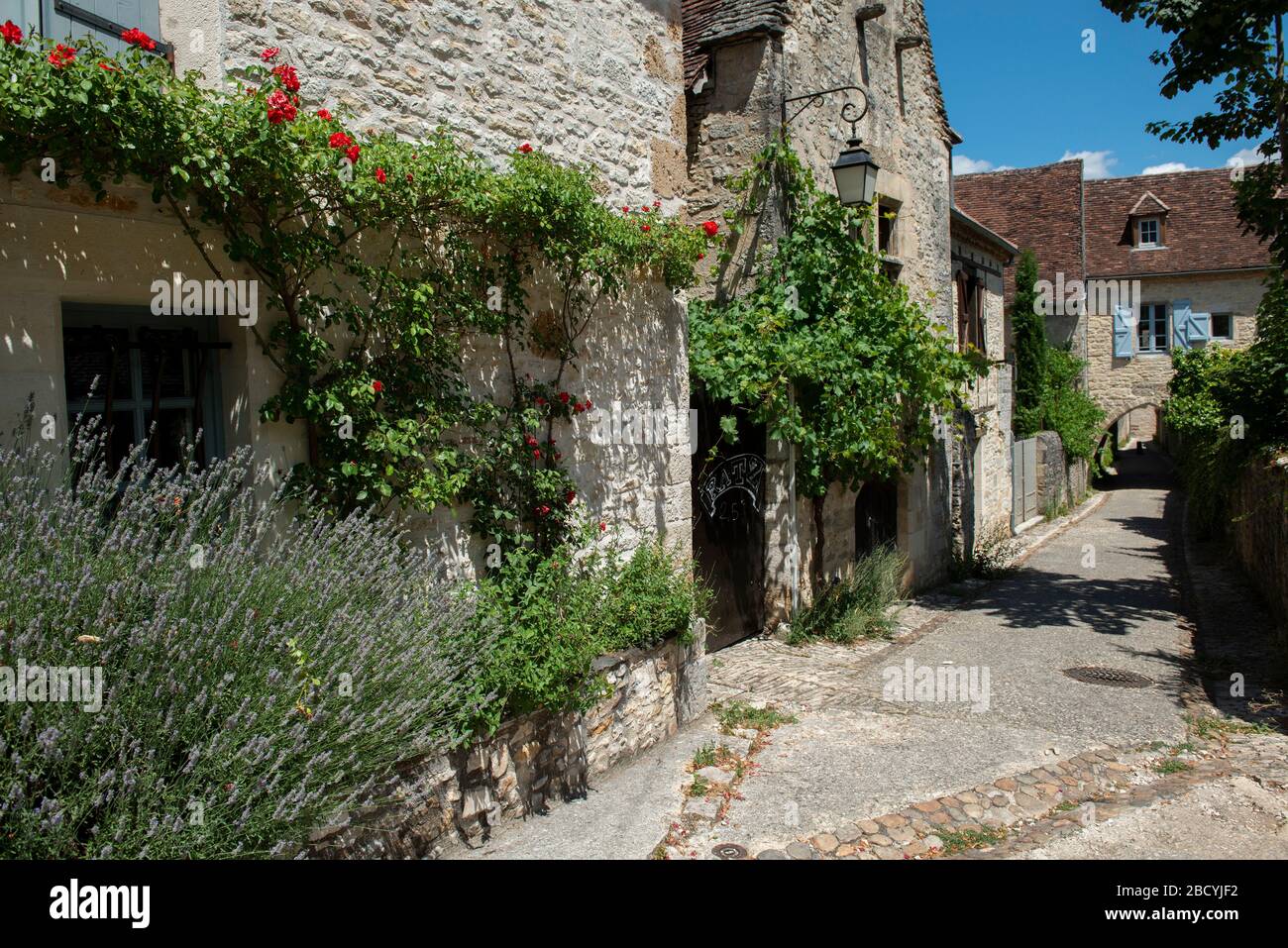 Lavanda, Lavandula sp, in strada, Saint-Michel-de-Bannières, Lot, Occitanie, Francia, Europa Foto Stock