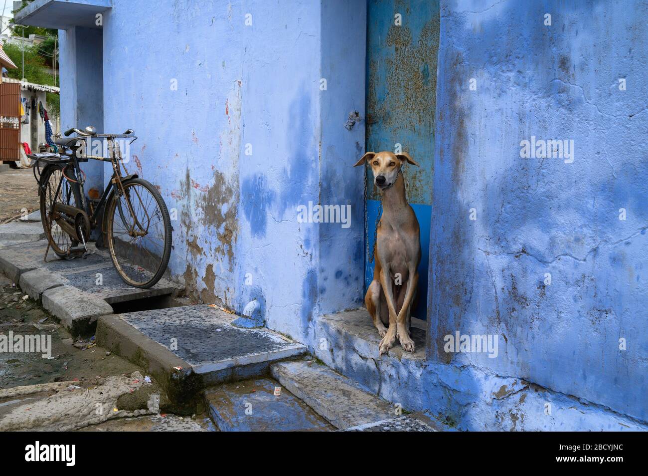 Cane a due passi, Tiruchendur, India Foto Stock