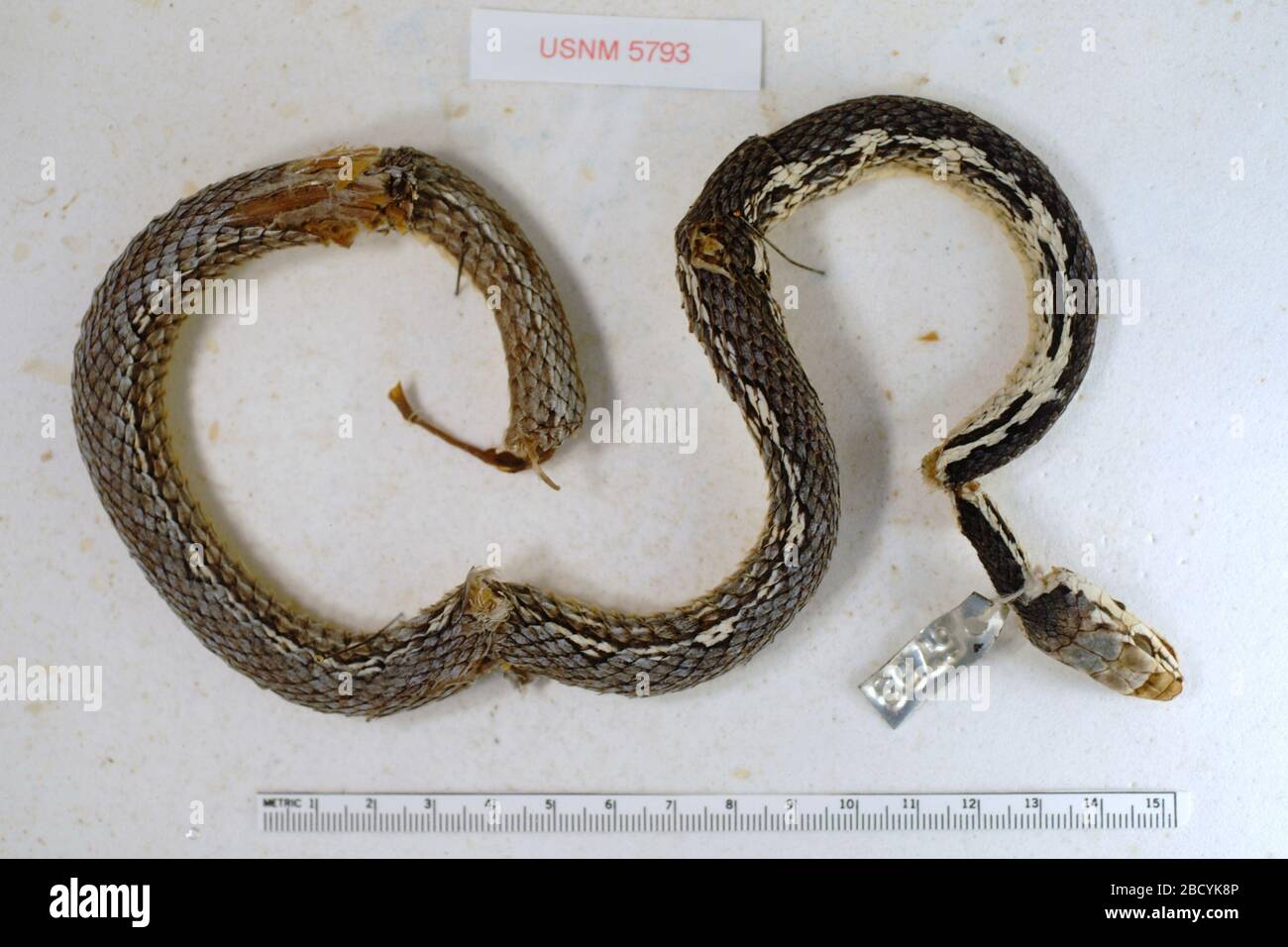 Masticophis aurigulus. 6 ago 20141 Masticophis aurigulus Foto Stock