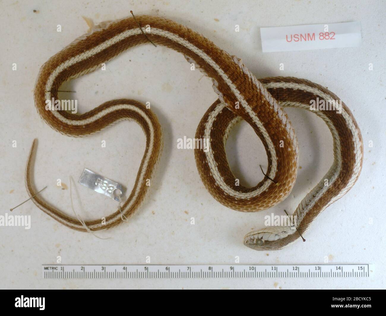 Thamnophis elegans. 9 maggio 20191 Thamnophis elegans Foto Stock