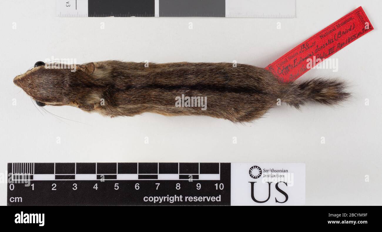 Tamias dorsalis dorsalis. 19 ago 20141 Tamias dorsalis dorsalis Foto Stock