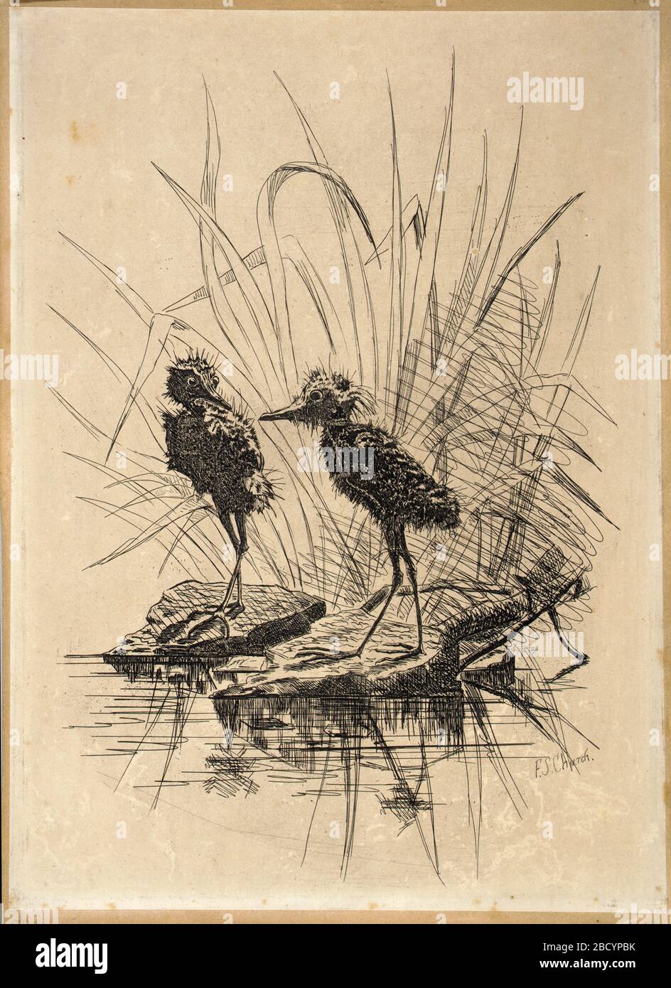 Due uccelli. Foto Stock