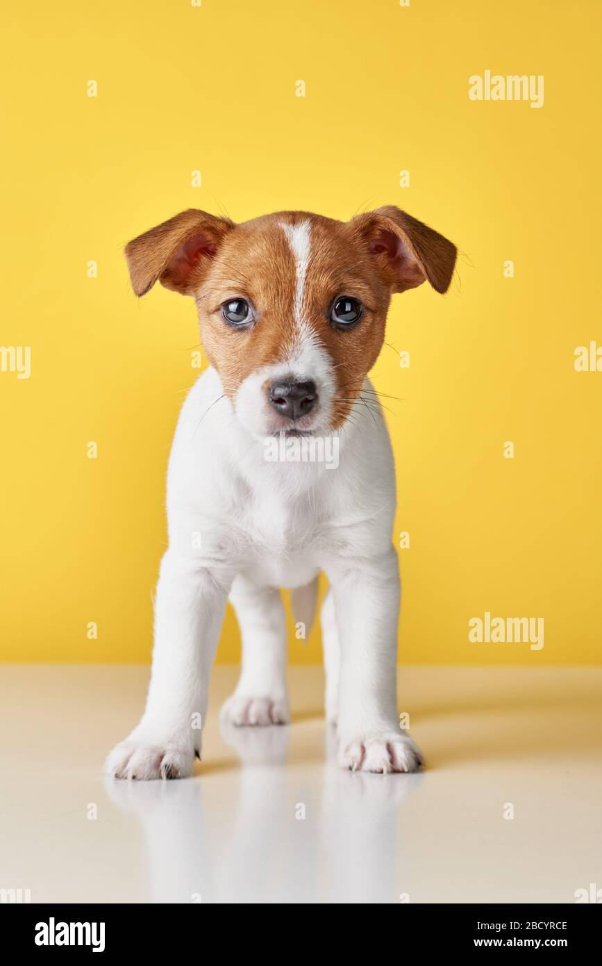 Jack Russel cane terrier cucciolo su sfondo giallo Foto Stock