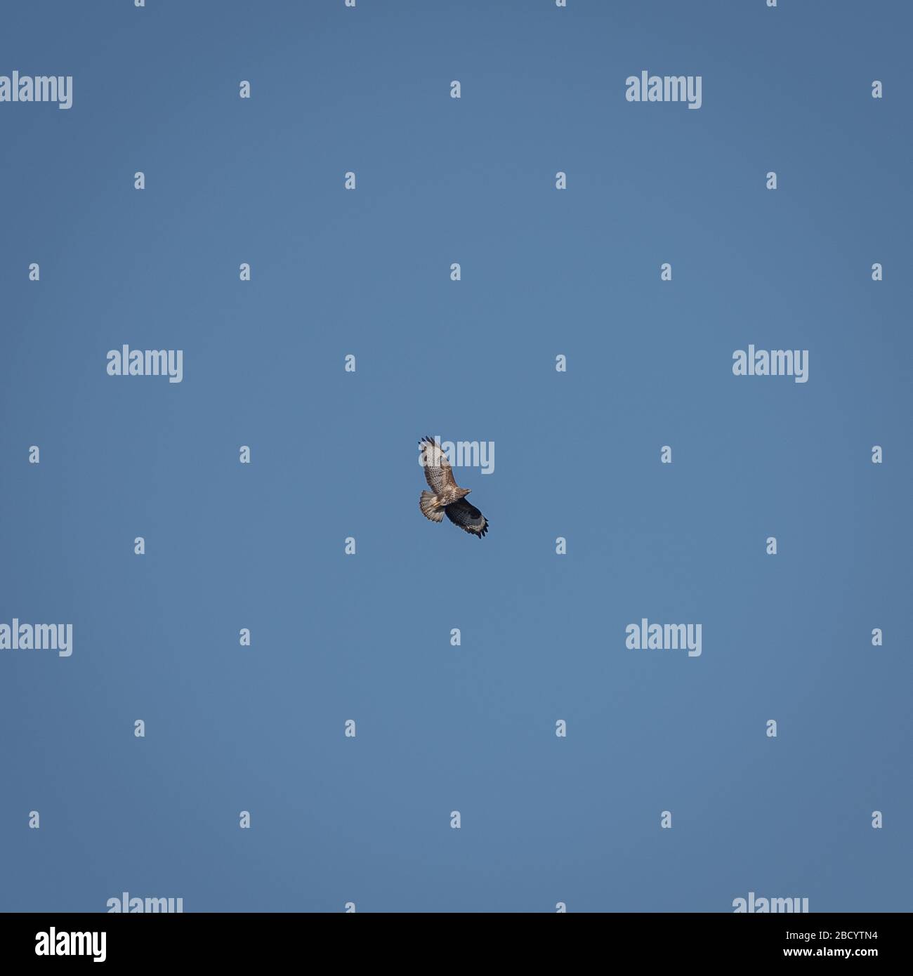 Buzzard (bocebird) in volo Foto Stock