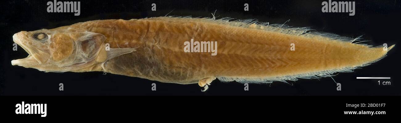 Cataetyx platycephalus. 001 campioni precedentemente elencati nella ledger; un secondo campione aggiunto al vasetto a data sconosciuta, rimosso a USNM 398909 come paratipo.13 ago 2019D 56181 Cataetyx platycephalus Foto Stock