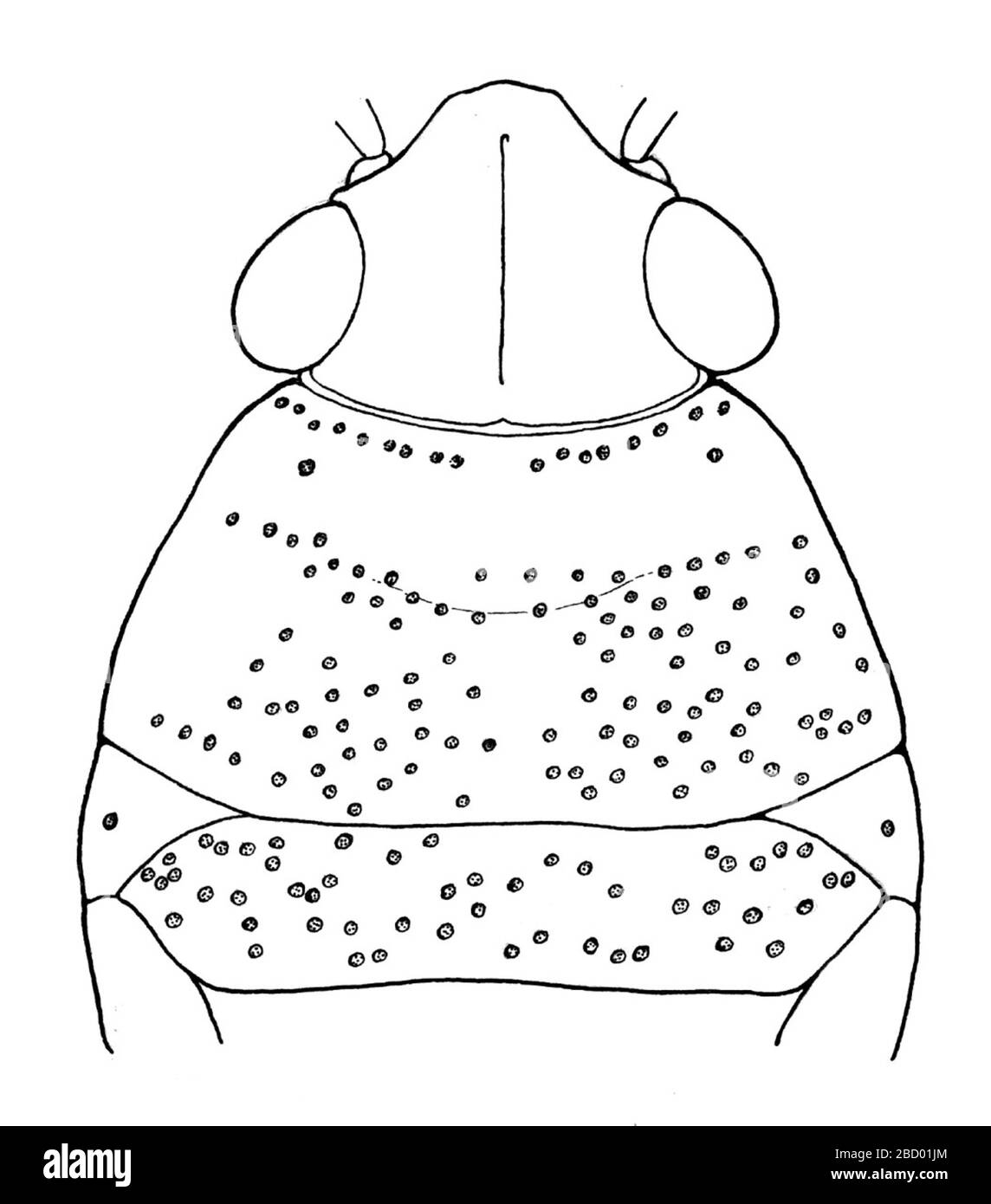 Husseyella halophila. 13 Apr 20171 Husseyella halophila Foto Stock