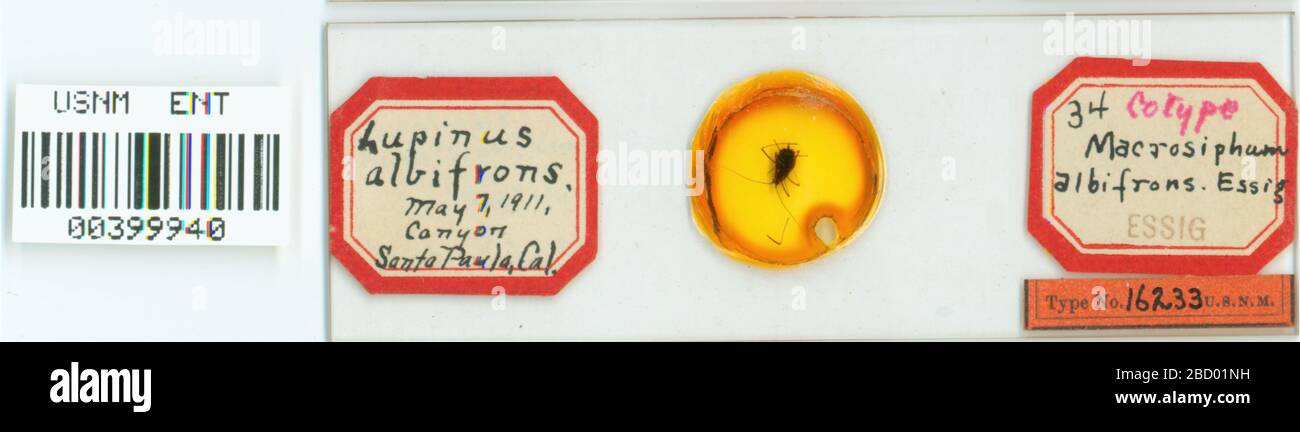 Albifrons di Macrosiphum. 7 ott 20151 Macrosiphum albifrons Foto Stock