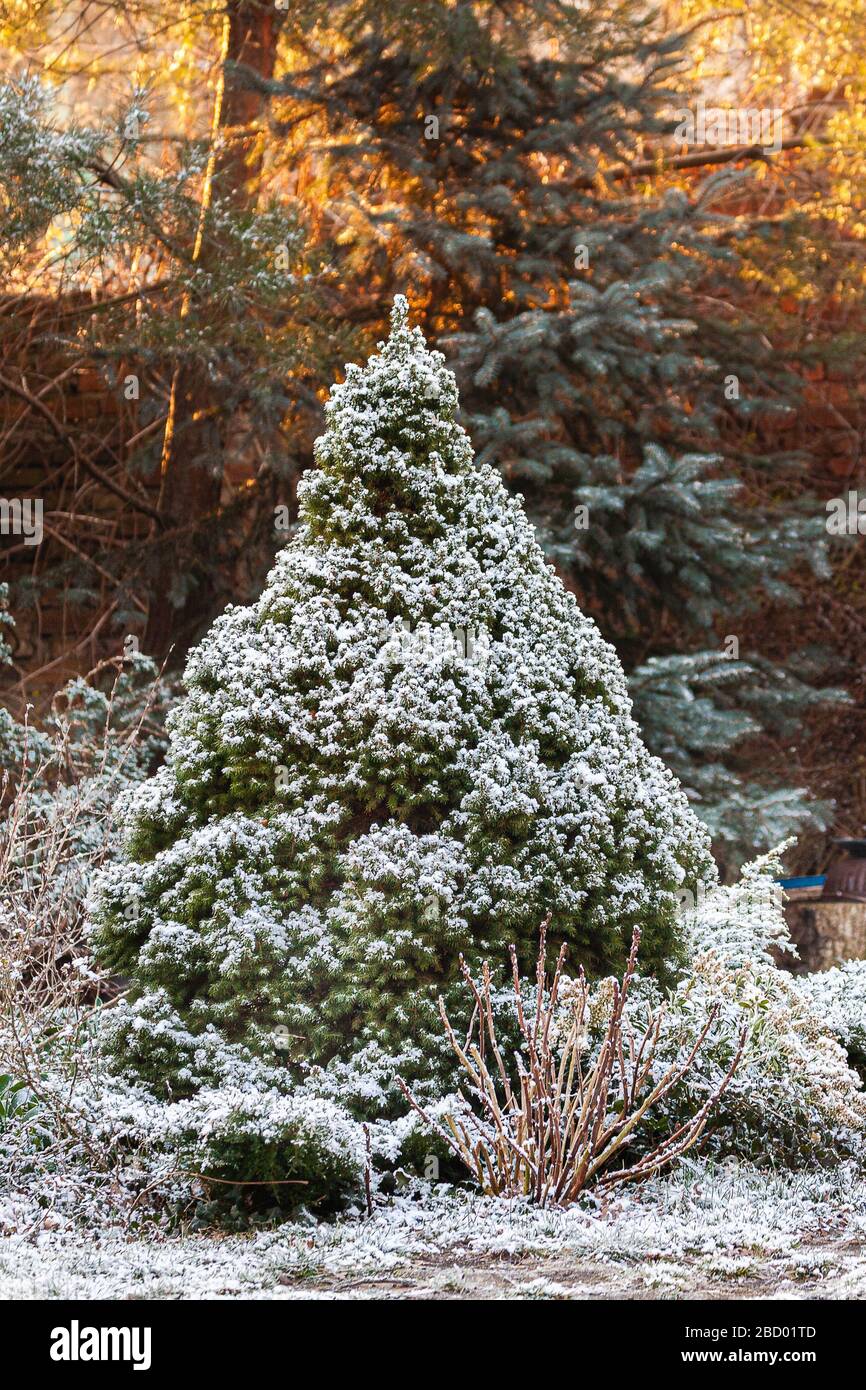 Arbusti cosparsi di neve. Alba di primavera sullo sfondo. Conifere nella neve. Foto Stock