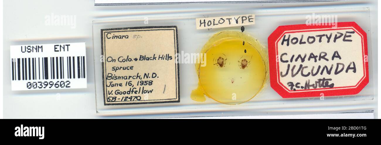 Cinara jucanda. 7 ott 20151 Cinara jucanda Foto Stock