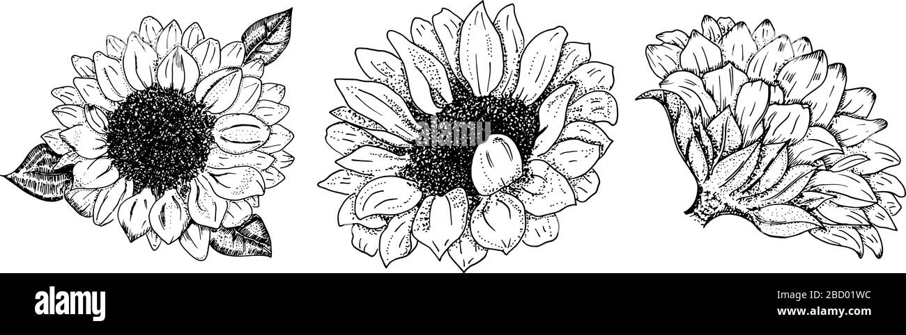 Set di girasoli vettoriali, isolati su sfondo bianco, elementi di design per biglietti d'auguri e inviti di nozze, adatti per stampaggio a caldo Illustrazione Vettoriale