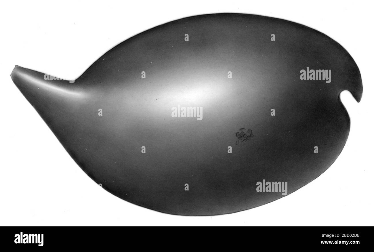 Metavargula adinotrix. 24 Nov 20154801 Metavargula adinotrix Foto Stock