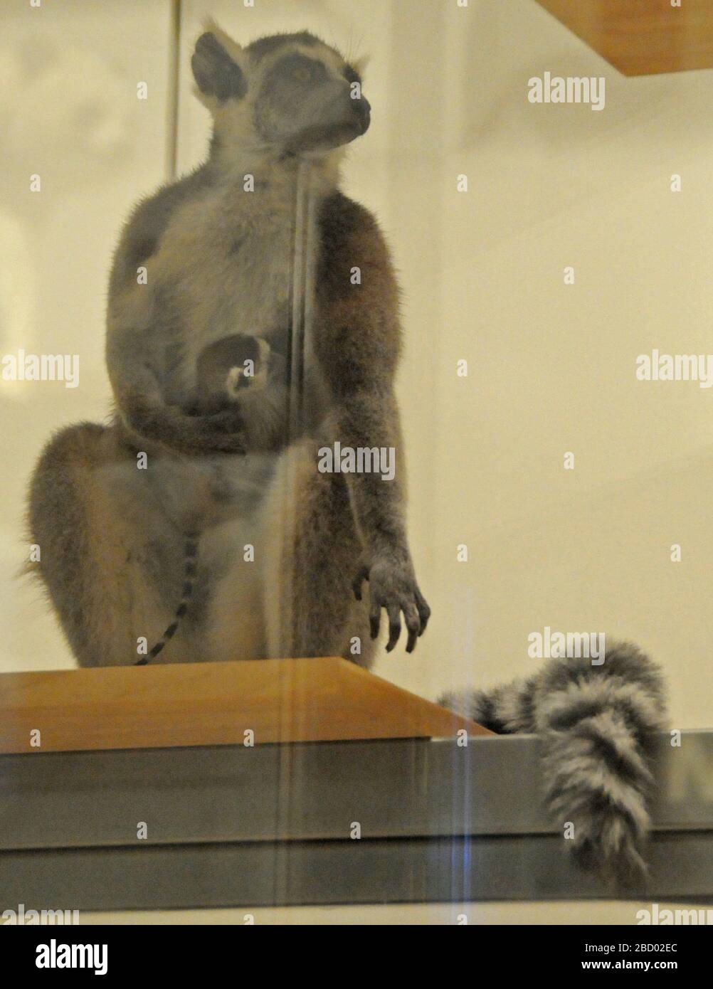 Lemur catta. 19 ago 20141 Lemur catta Foto Stock