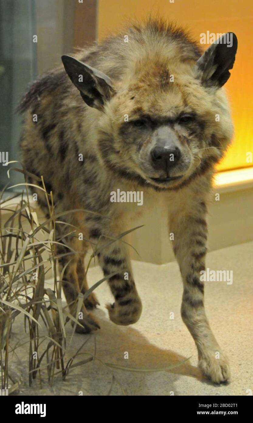 Iena iena. 19 ago 20141 Hyena hyena Foto Stock