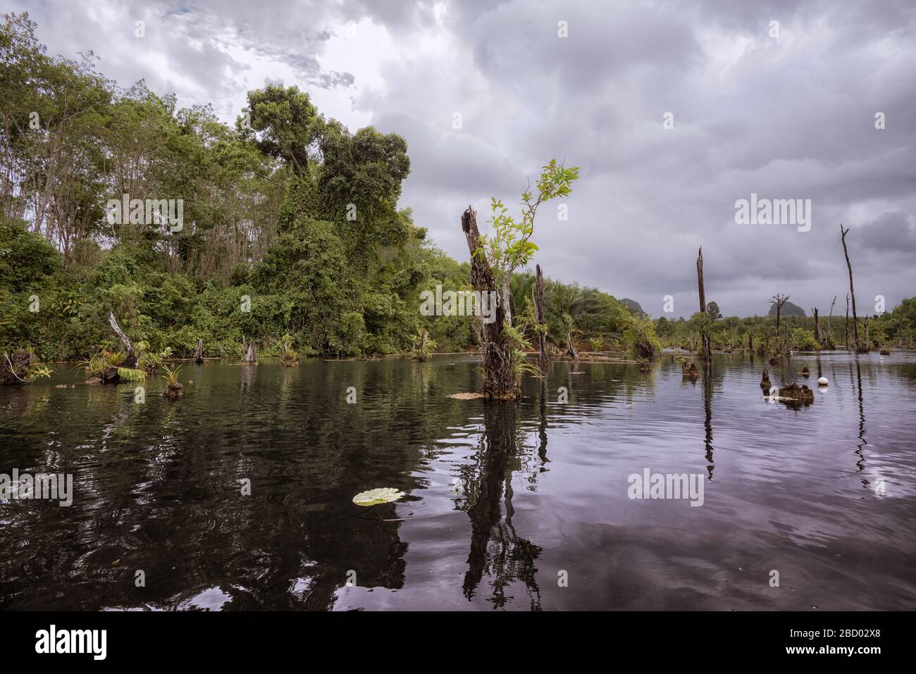 Vista del cespuglio nelle zone umide e riflessione nell'acqua Foto Stock