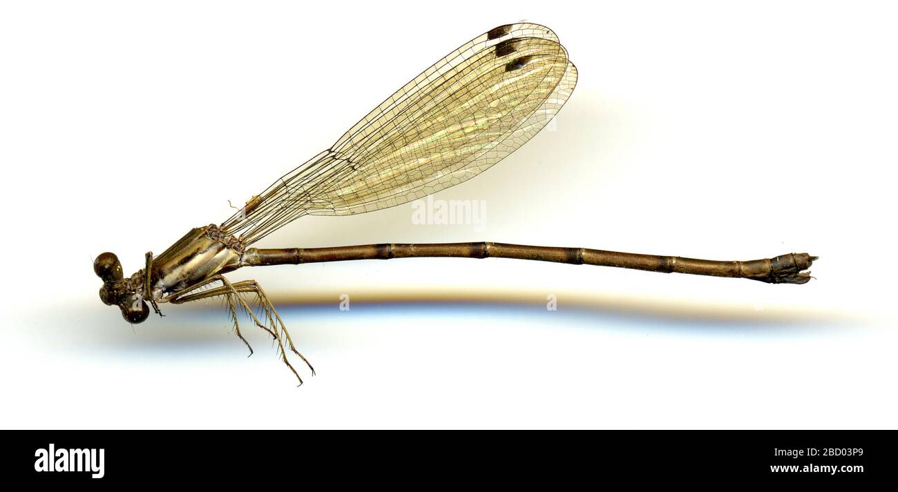 Lestes dicrostigma. 20 maggio 20161 Lestes dicrostigma Foto Stock