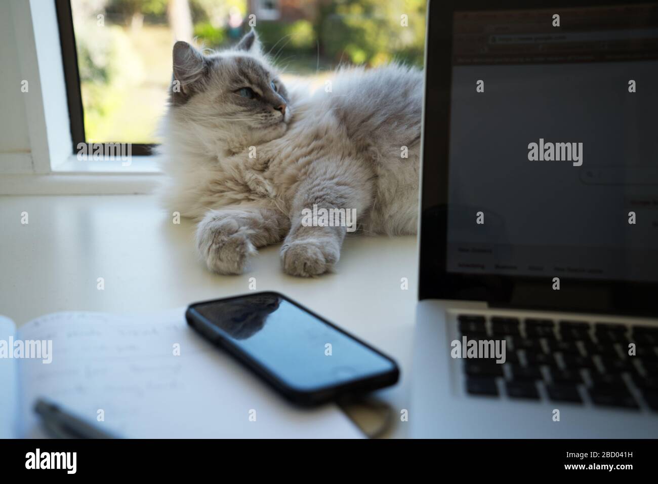 Cute piuttosto soffice adulto lynx femmina punto ragdoll gatto adagiato su una scrivania di casa ufficio di fronte a una finestra, dietro un computer portatile, notebook e mobil Foto Stock