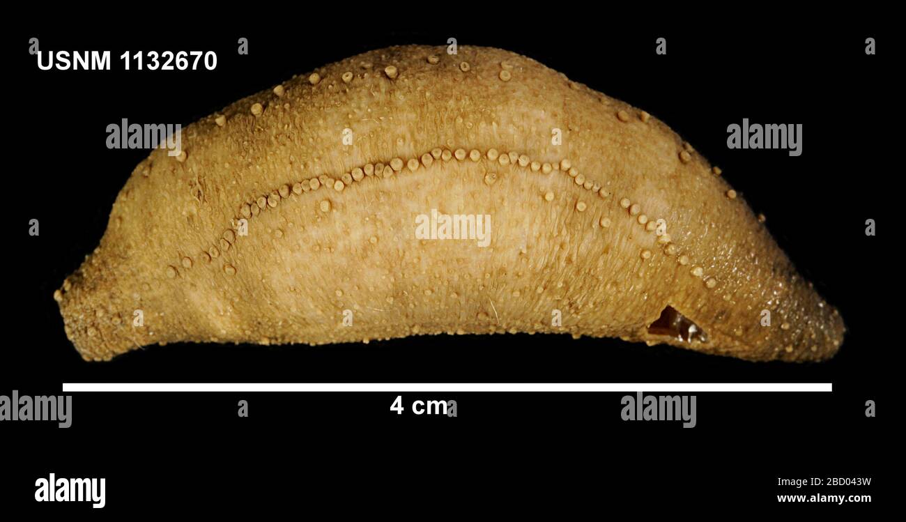 Cucamba psoliformis. 9 ottobre 201443-422 Foto Stock