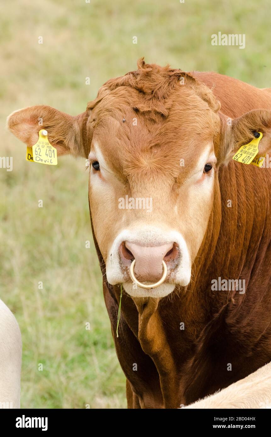 Bos Taurus, toro con anello del naso, mucche di bestiame bovino su un  pascolo fangoso nella campagna in Germania, Europa occidentale Foto stock -  Alamy