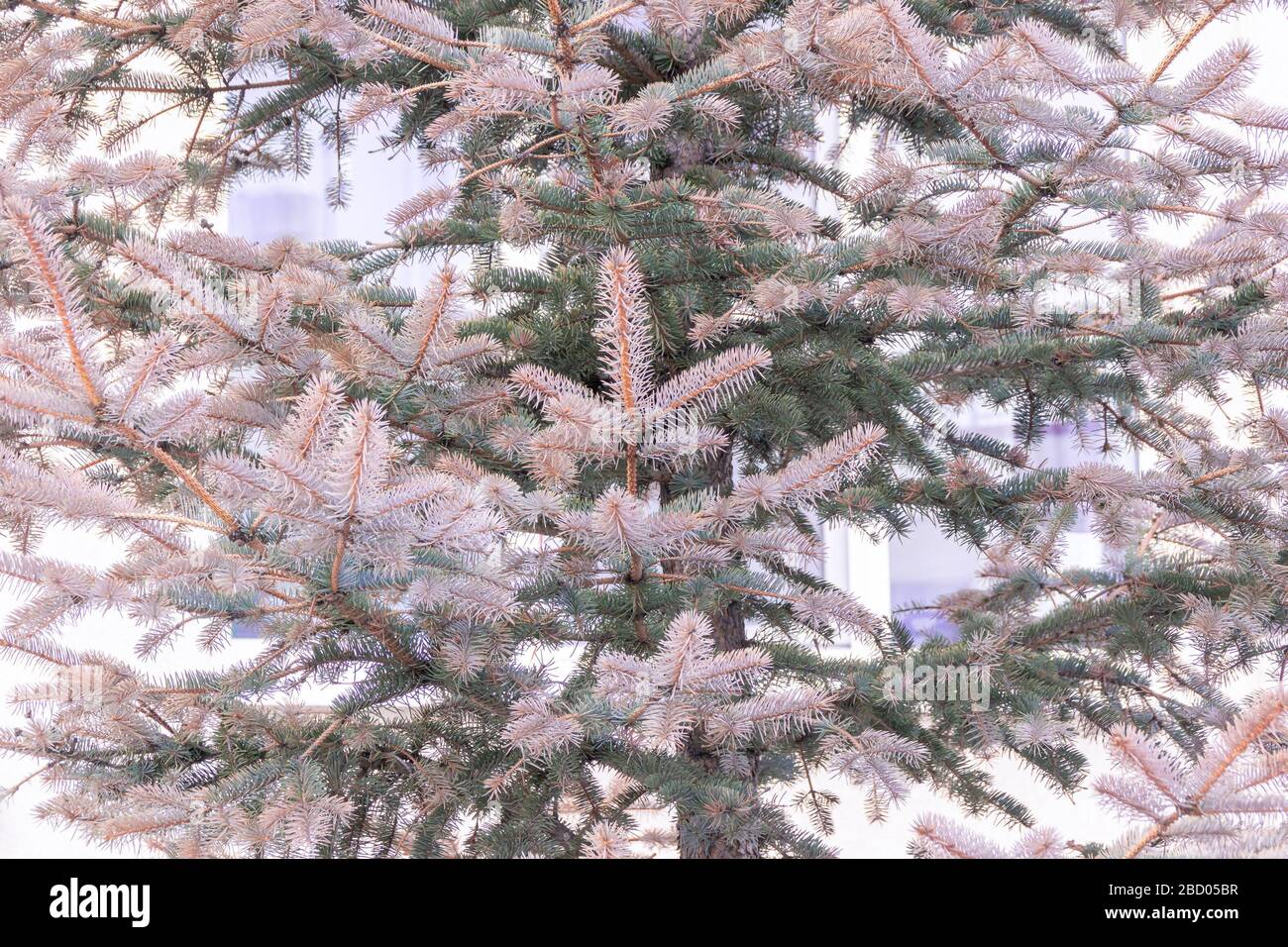 Rami di abete rosso blu portati in autunno diventa marrone in primavera a causa di condizioni avverse, trapianto o malattia non riusciti, selettivo Foto Stock