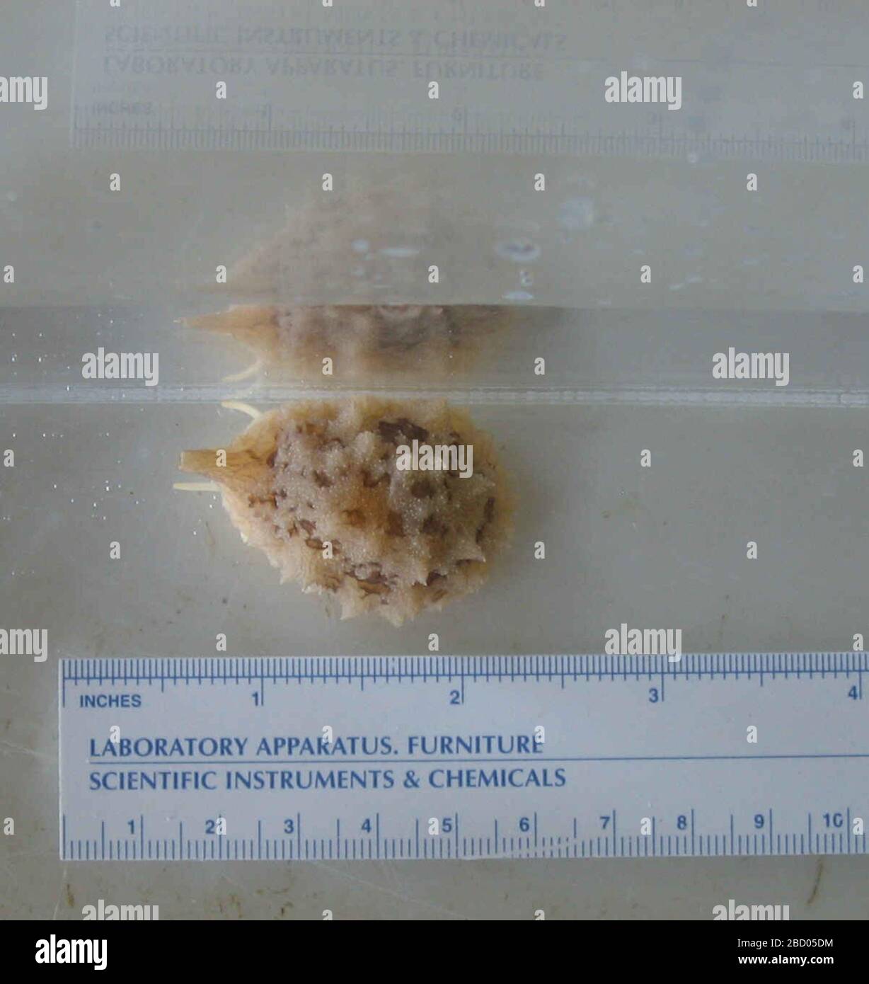 Onchidiopsis corys. 3 giu 20151 Onchidiopsis corys Foto Stock