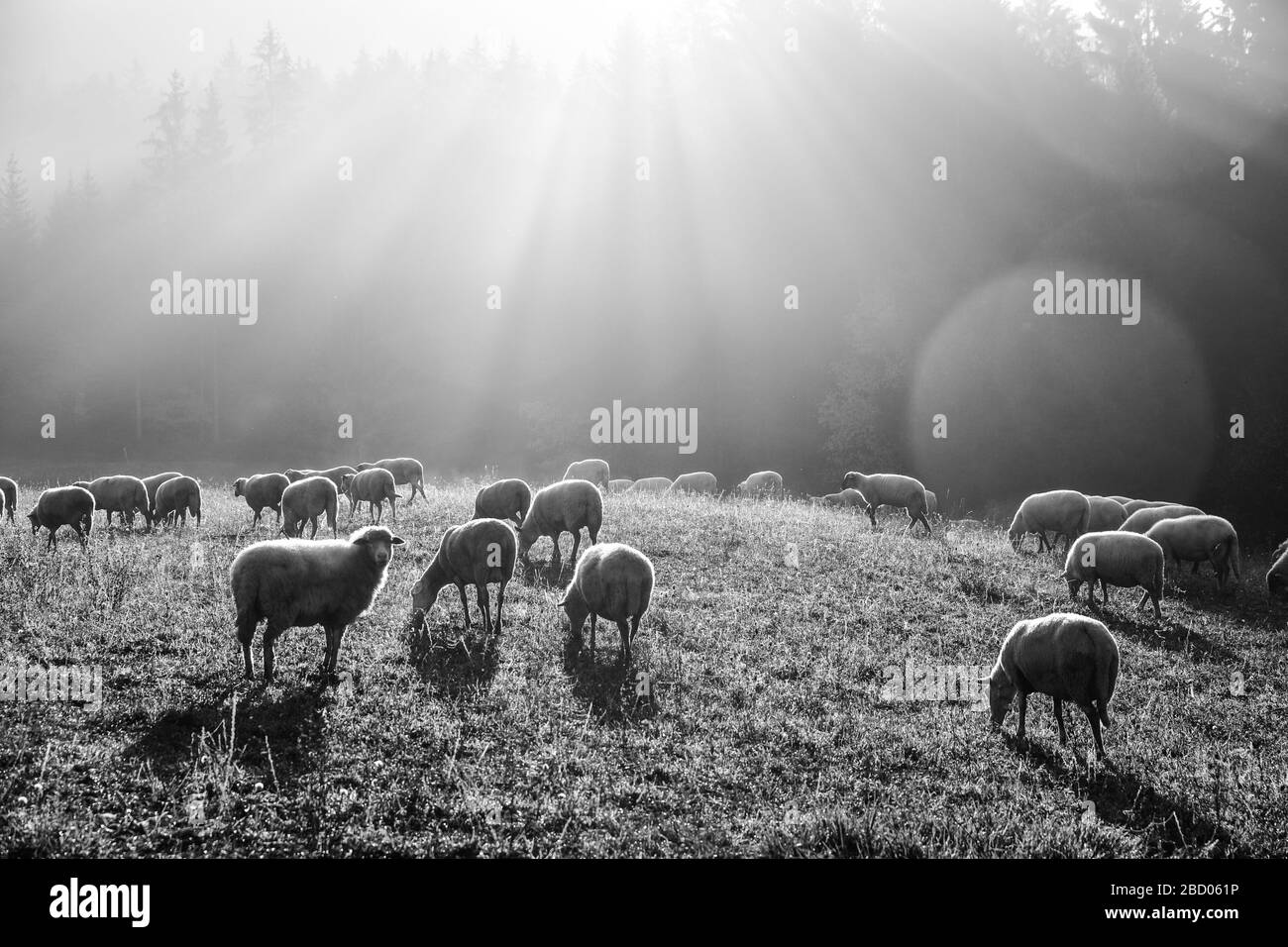 Gruppo di pecore al pascolo in bella luce del mattino Foto Stock