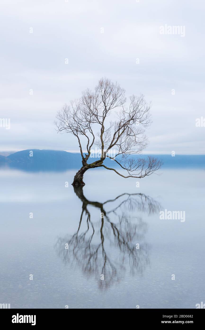 L'albero di Wanaka, il più famoso albero di salice nel Lago di Wanaka Nuova Zelanda Foto Stock