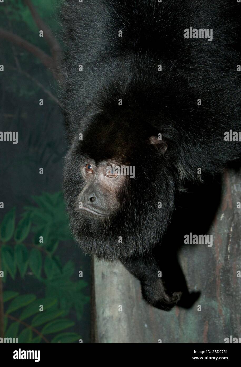 Scimmia di Black Howler. Specie: Caraya,genere: Alouatta,Famiglia: Atelidae,Ordine: Primati,Classe: Mammalia,Phylum: Chordata,Regno: Animalia,Scimmia Black Howler,Scimmia Howler,Scimmia,Primate,Scimmia New World,SMH,piccola casa mammifero,maschio,Scimmia Black Howler verticale Foto Stock