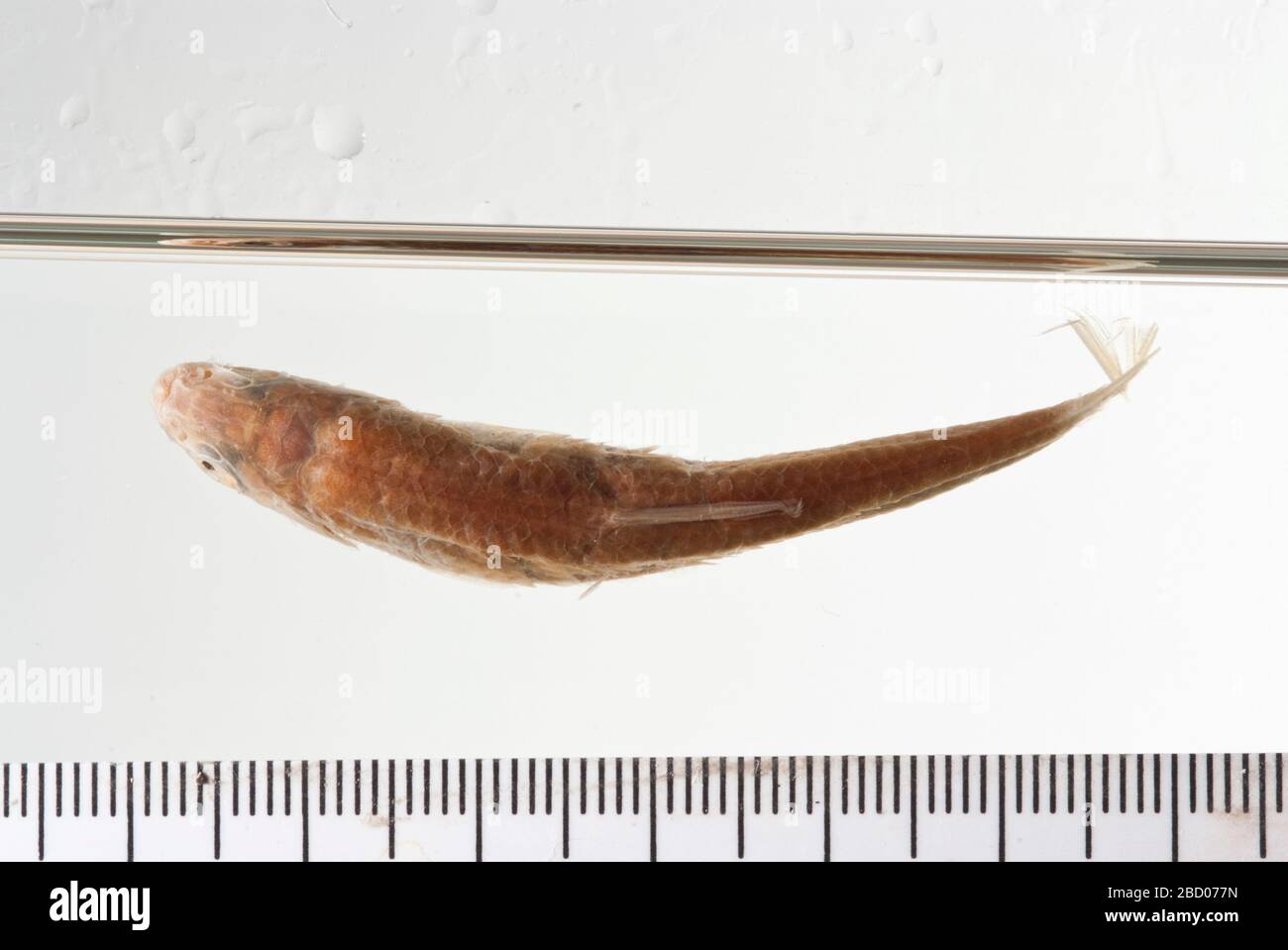 Alburnops blennius. 2 faringei nella collezione di osteoostosi. Specifiche dell'alcol nella conservazione in vasetto. 5 di orig. 11 campioni recat. Come USNM 171791, 5 come 152780. Faringei possono appartenere a ricat. Campioni intero lotto originale ex mammiferi numero di catalogo 2674. Stato del tipo confermato da C. R. Alburnops blennius Foto Stock