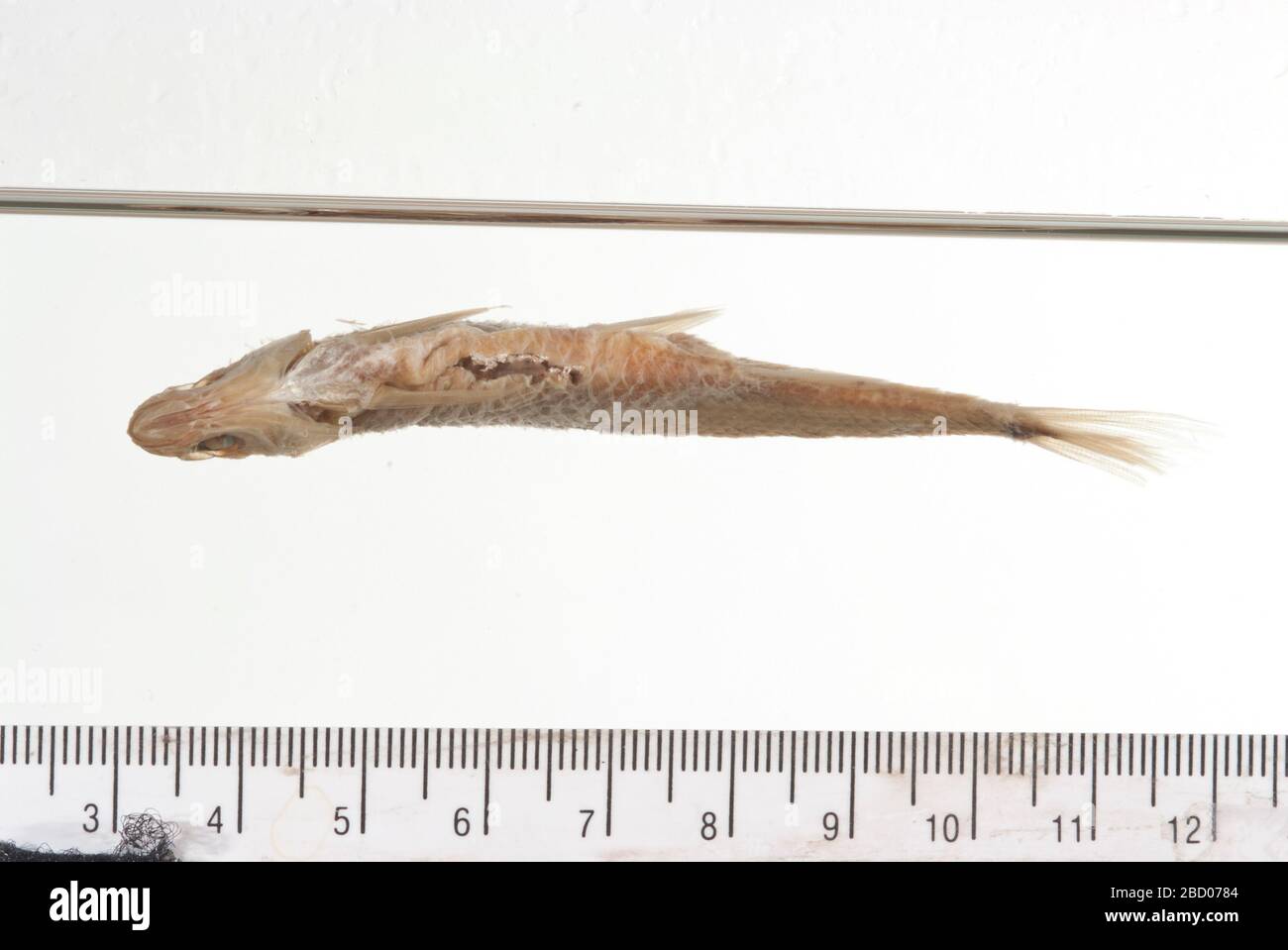 Cliola urostigma. 8 di orig. 9 specs. out as 163952 lectotype desgnation by gibbs, r. h., jr., 1957. cyprinid pesci del sottogenere cyprinella di notropis. iii variazione e sottospecie di notropis venustus (girard). tulane studia in zoologia vol. 5, no 8, pag. 181. stato del tipo confermato da c. r. Cliola urostigma Foto Stock