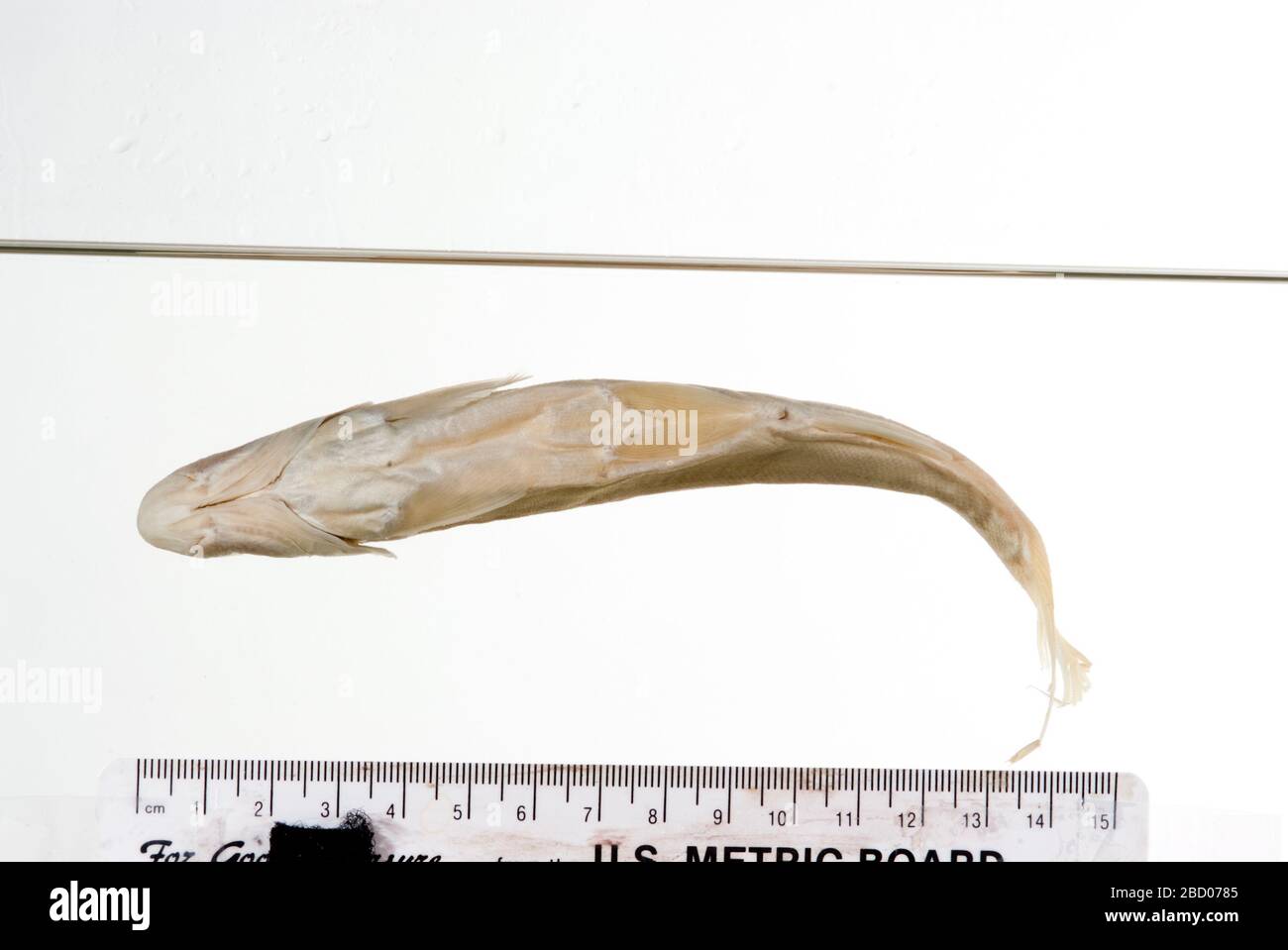 Gila grahami. 1 spec. alch., 1 paio di ossa faringee n. 2801. stato tipo confermato da c. r. gilbert, 1985. 006 esemplari precedentemente elencati in denti ledger.faringei, 2 archi, in mascella faringea tipo osteo11 apr 20171 Gila grahami Foto Stock