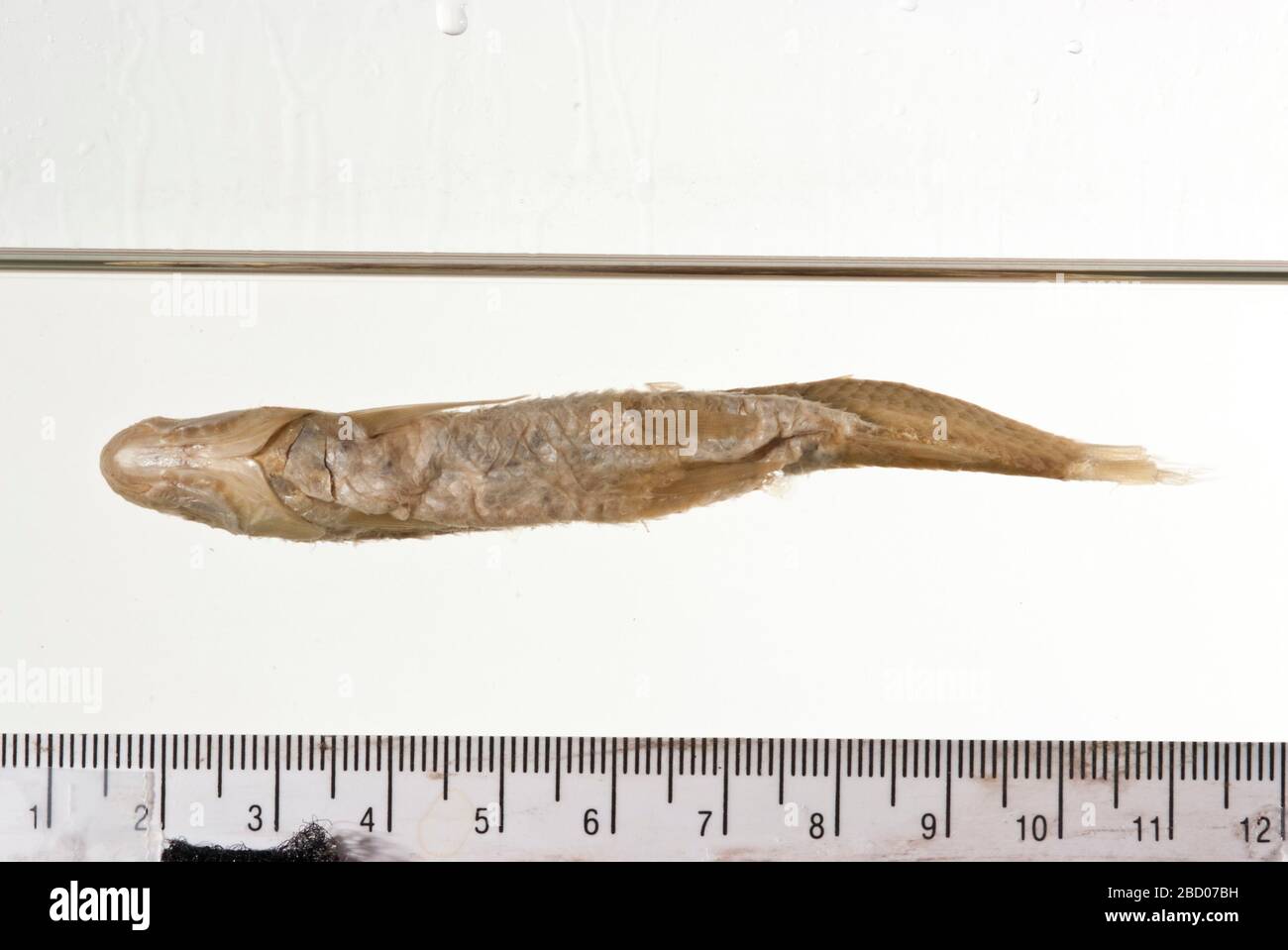 Hybognathus argyritis Girard. Osso faringeo n. 2688, 2 archi; originariamente 7 campioni, 6 paratipi rimossi a usnm 343578; ledger ha erroneamente elencato 8 denti faringei, 2 archi, in tipo osteoCollectionMascella faringea; 2 pezzi conservati in tipo osteoCollection.24 maggio 20191 Hybognathus Argyritis Girard Foto Stock