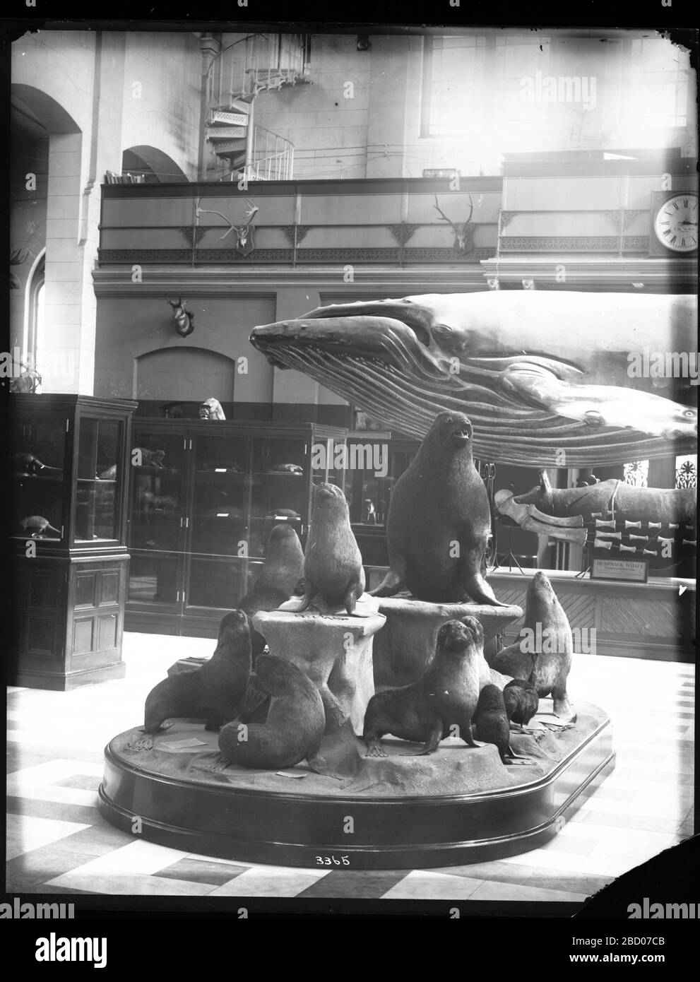 Mostra dei mammiferi. Esposizione stabilizzata di negativo.mammiferi di vetro rotto nel museo nazionale degli Stati Uniti, ora conosciuto come l'edificio delle arti e delle industrie, con un gruppo di modelli di foca in primo piano e la balena di humpback in vista nello sfondo.Smithsonian Institution Archives, ACC. MNH-3365 Foto Stock