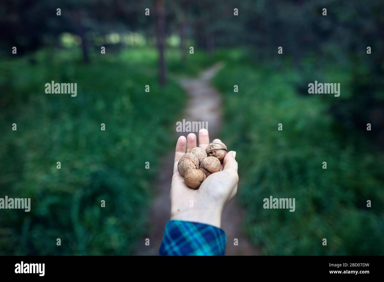 Donna che mantiene le noci nella sua mano nella foresta di pini sfondo Foto Stock