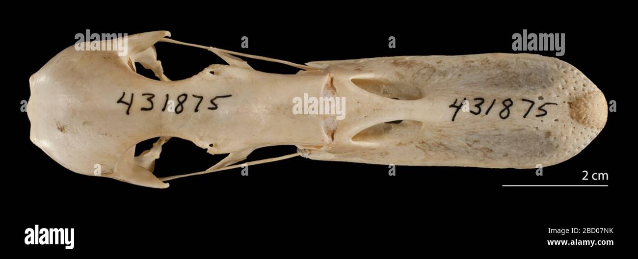 ANAS platyrhynchos platyrhynchos. 13 ago 20141 Anas platyrhynchos platyrhynchos Foto Stock