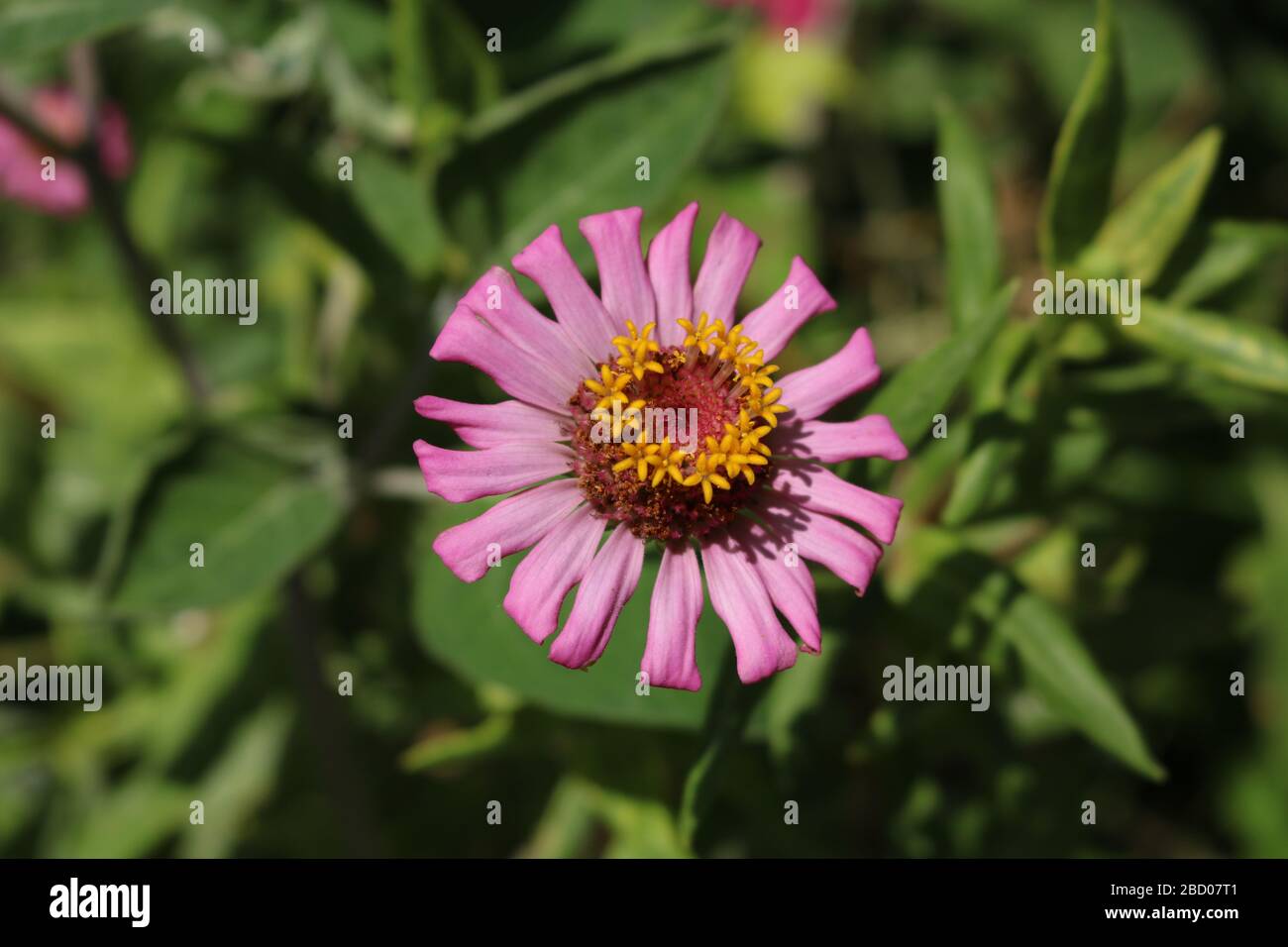 Fiore rosa in estate Foto Stock