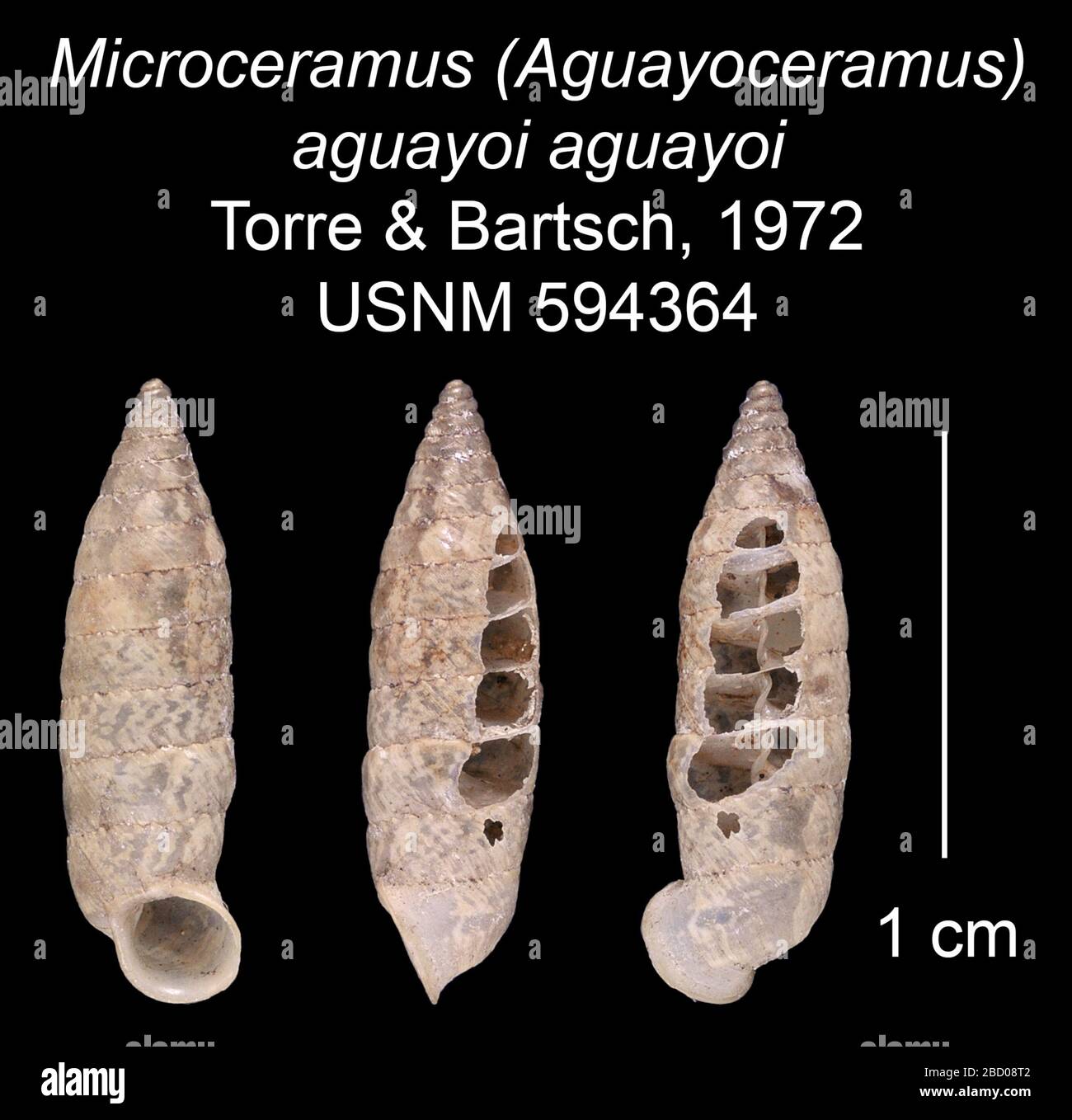 Microceramus Aguayoceramus aguayoi aguayoi. 20 gen 20161 Microceramus Aguayoceramus aguayoi aguayoi Foto Stock