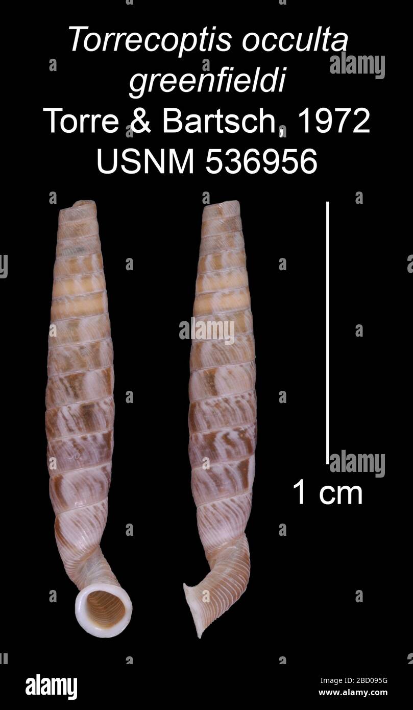 Torrecoptis occulta verdfieldi. Figurato. W.R. Borsa di studio con pancetta, ex. 385884. Etichetta lo chiama un ologitope27 ott 20161 Torrecoptis occulta greenfieldi Foto Stock