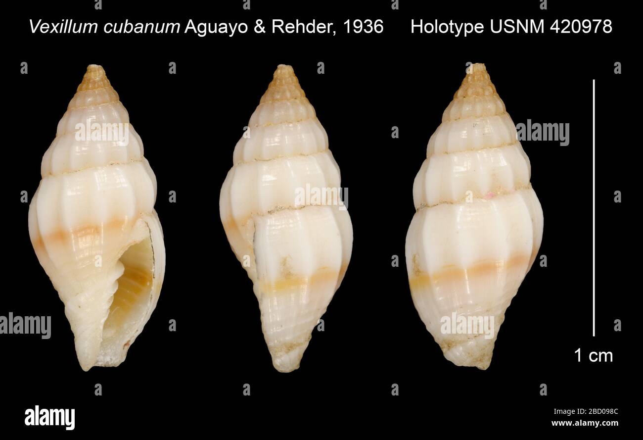 Cubanum vexillum. 20 gen 20161 vexillum cubanum Foto Stock