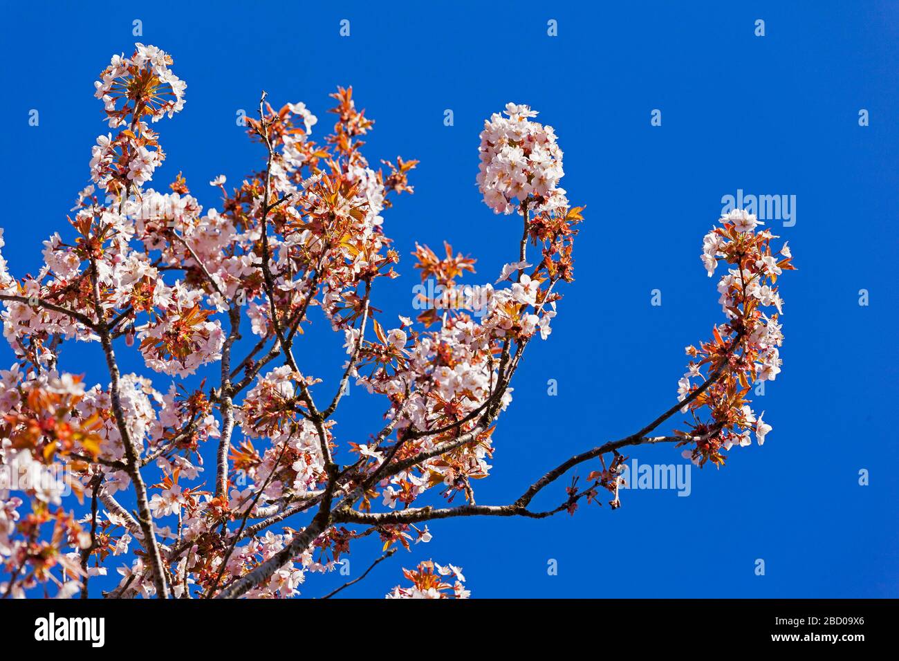 Fiore rosa ciliegia, Prunus sp., cielo blu, sole brillante Foto Stock