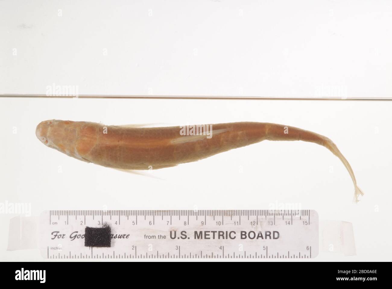 Pogonichthys communis. Osso faringeo n. 2747 2 archi, 1 alch. Stato tipo spec. Confermato da c. r. gilbert, 1985. 006 esemplari precedentemente elencati in denti ledger.faringei, 2 archi, in mascella faringea tipo osteo11 apr 20173 Pogonichthys communis Foto Stock