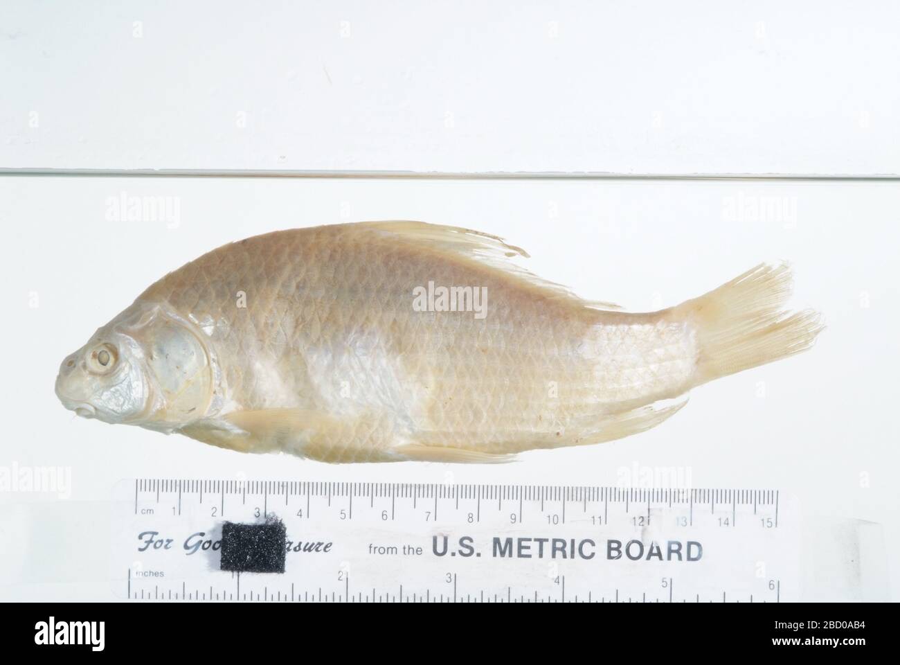 Carpiodes damalis. Osso faringeo n. 2742, 1 arco; 16 stato tipo specifiche di alco confermato da c. r. gilbert, 1985. 010 campioni precedentemente elencati in denti ledger.faringei, 1 arco, in denti faringei tipo osteoCollectionPharyngeal; conservati in collection11 apr 201717 Carpiodes damalis Foto Stock