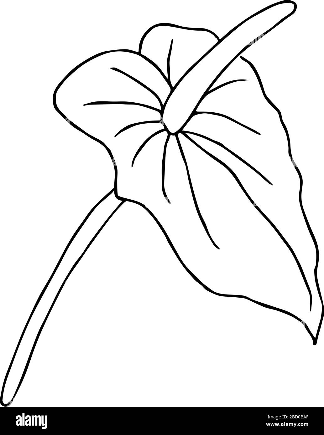 Doodle fiore. Fiore della giungla disegnato a mano anthurium su uno sfondo bianco. Vettore decorativo esotico elemento tropicale per inviti carte, tessile Illustrazione Vettoriale