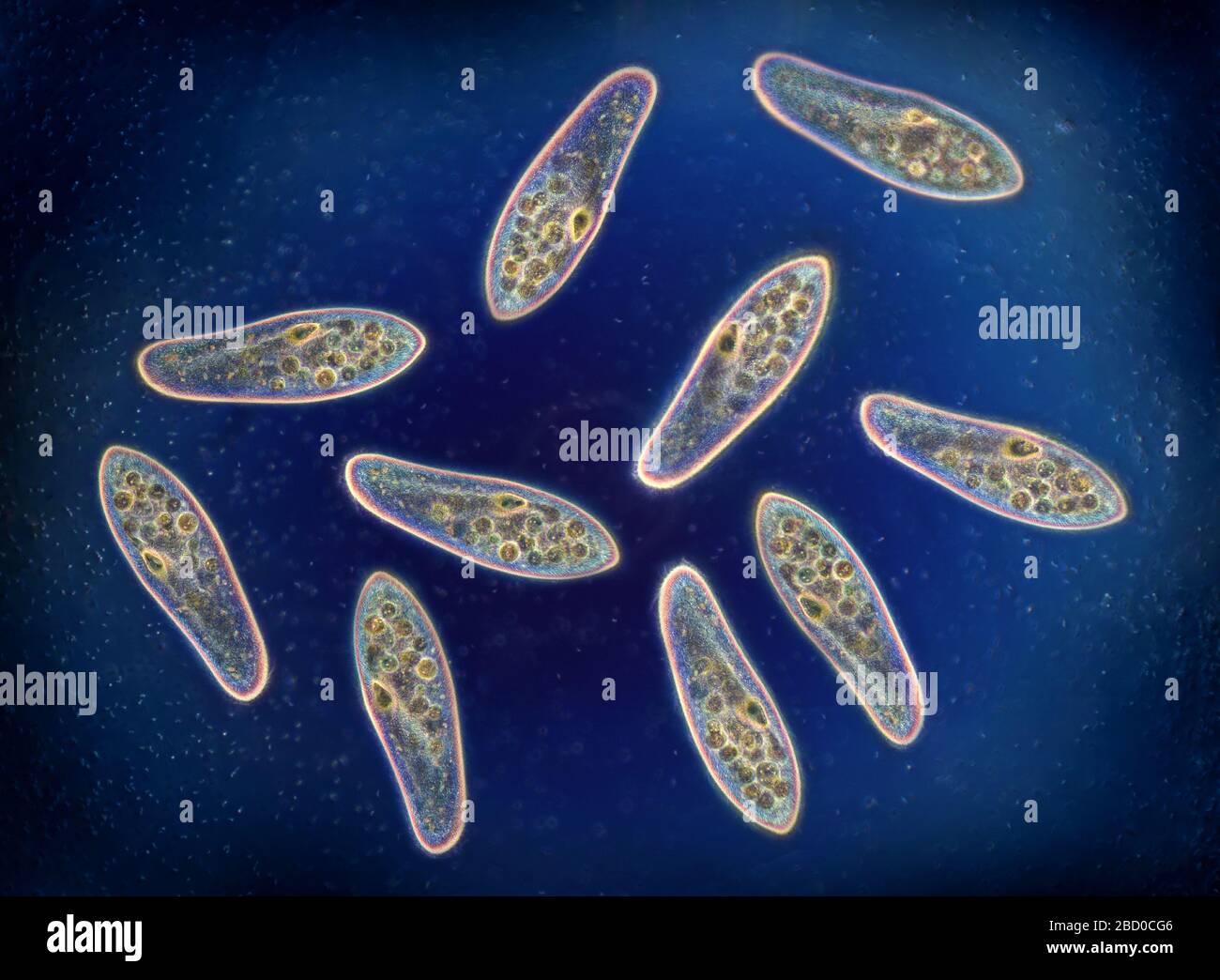 Paramecium, un genere di ciliati unicellulari, comunemente studiato come rappresentante del gruppo ciliato Foto Stock