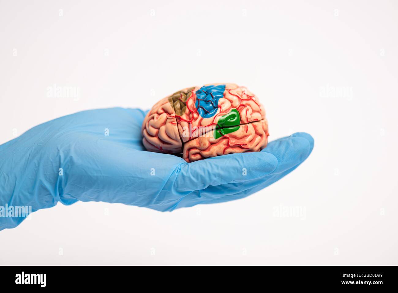 Vista ritagliata del modello del cervello del medico che tiene con le parti colorate isolate su bianco, concetto di malattia di alzheimer Foto Stock