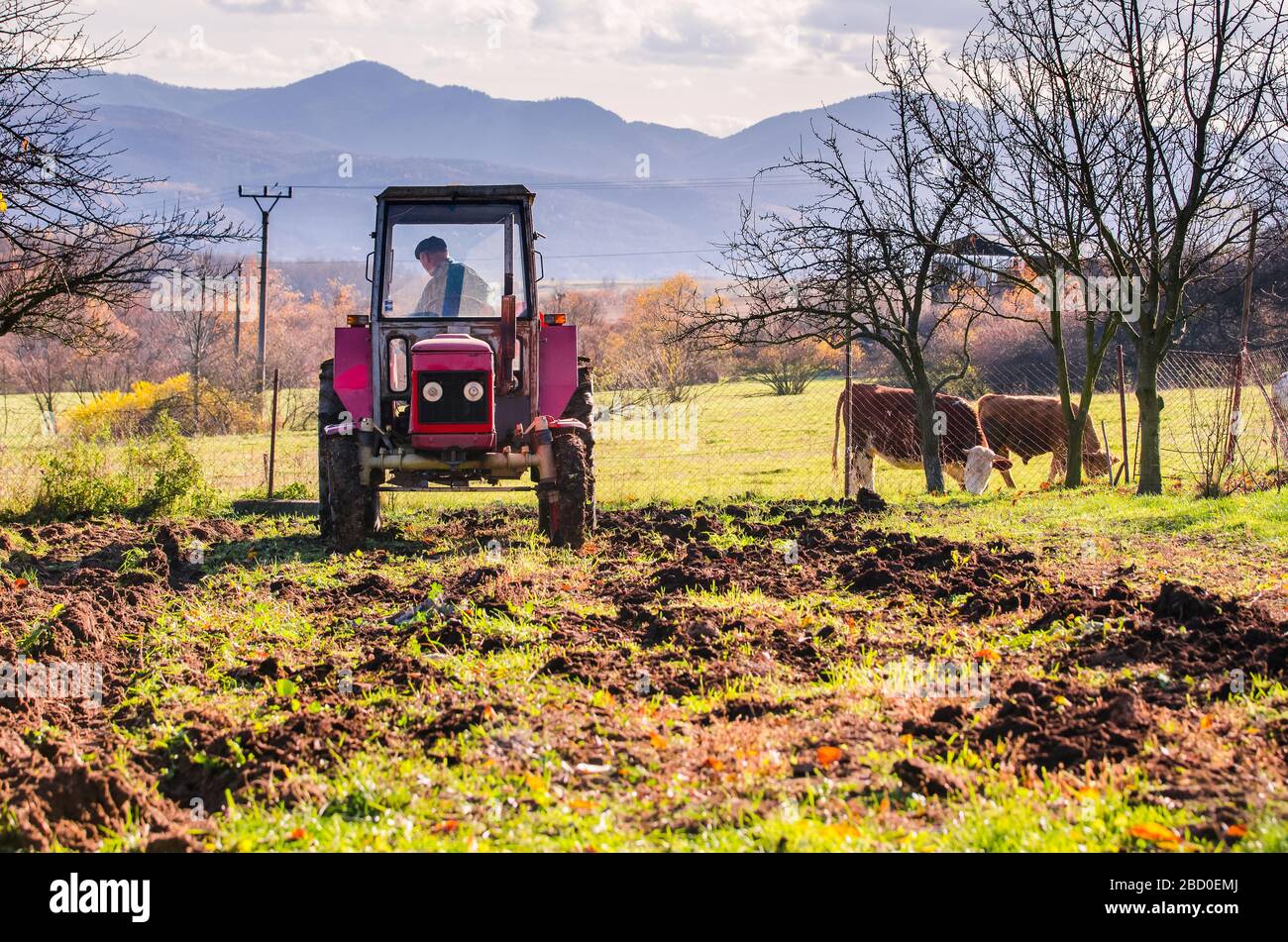 Coltivatore su trattore che prepara giardino per seminare. Due mucche sono pascolo in background Foto Stock