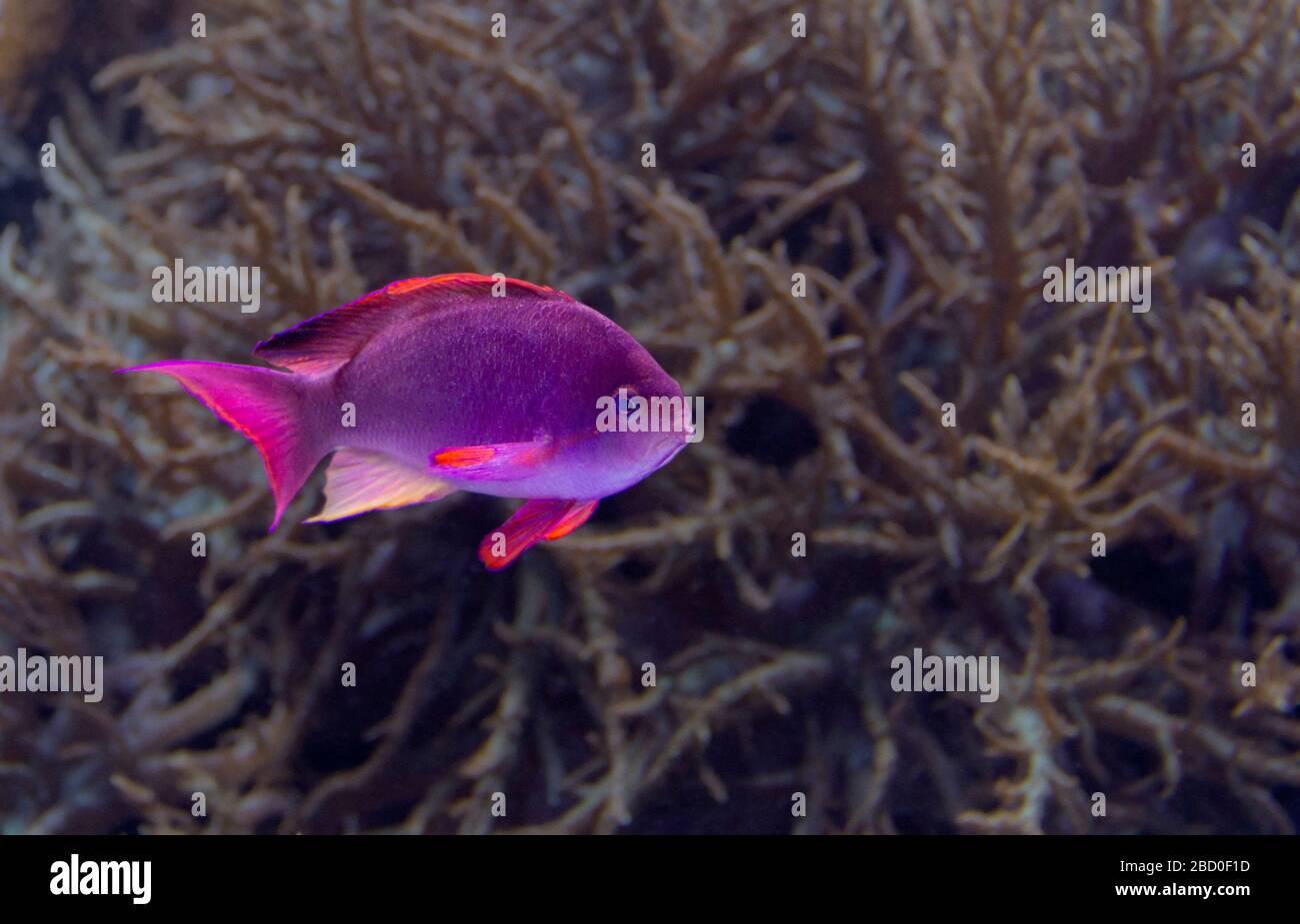 paesaggio sottomarino che mostra un pesce corallo viola in un ambiente naturale Foto Stock